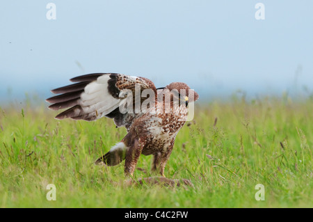 Common Buzzard standing on prey, Kent, England, June Stock Photo