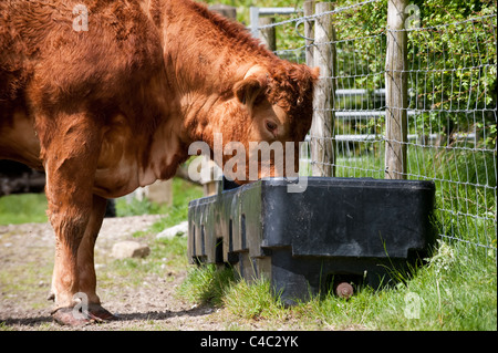 Limousin cow drinking at water trough. Stock Photo