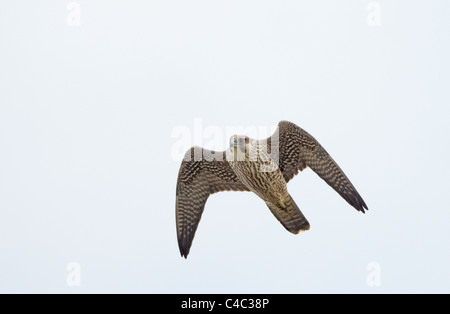 Peregrine Falcon (Falco peregrinus), juvenile in flight. Stock Photo