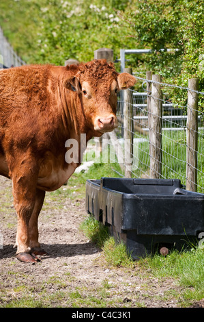 Limousin cow drinking at water trough. Stock Photo