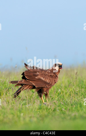 Western Marsh Harrier (Circus aeruginosus) female, Isle of Sheppey, kent, England, June. Stock Photo