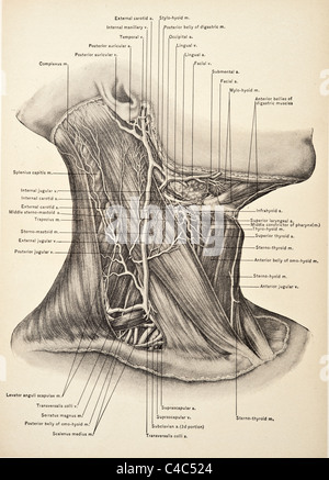 Illustration of the Human Neck copyright 1904 Stock Photo - Alamy
