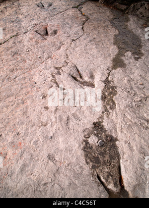 Real fossil dinosaur tracks exposed on a fossilised riverbed. Enciso. Spain. Stock Photo