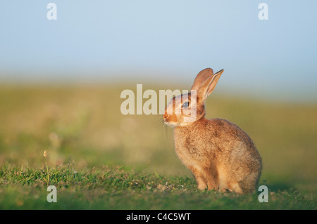 European Rabbit (Oryctolagus cuniculus) young, Kent, England, june