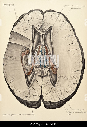 Illustration of the Human Brain copyright 1904 Stock Photo - Alamy