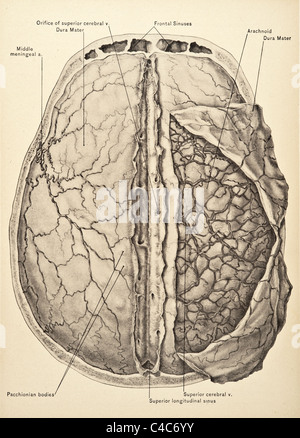 Illustration of Human Blood Vessels of the Brain copyright 1904 Stock ...