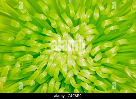 Close up image of green chrysanthemum
