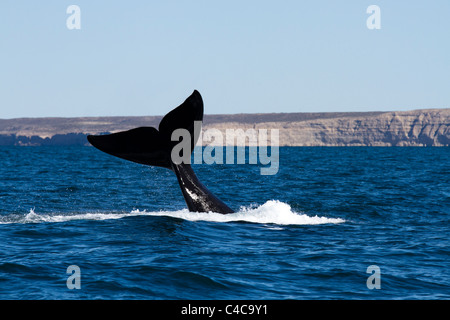 Southern right whale, Valdes Peninsula, Argentina Stock Photo