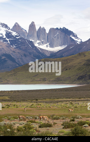 Guanacos, Torres del Paine National Park, Chile Stock Photo