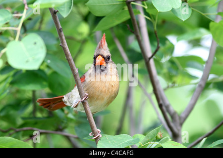 Northern cardinal in serviceberry Stock Photo