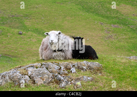 Herdwick sheep, Cumbria. Mother and lamb huddle together on a chilly afternoon. Stock Photo