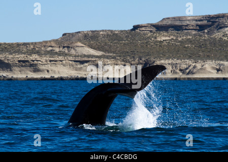 Cavorting Southern Right Whale, Valdes Peninsula, Patagonia Argentina Stock Photo