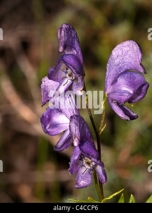 Aconitum napellus, monkshood, vertical portrait of flower with nice out of focus background. Stock Photo