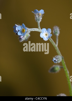 Vertical portrait of Myosotis scorpioides, water forget me not, vertical portrait of flowers. Stock Photo