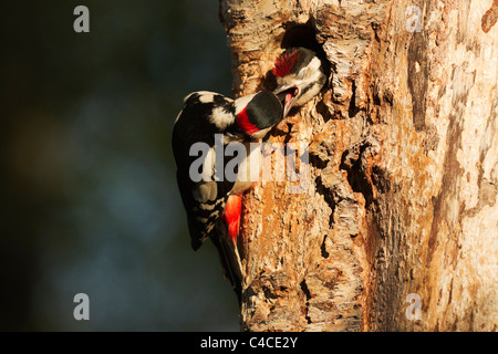 Male great spotted woodpecker feeding fledgling at nest. Stock Photo