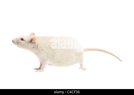 white rat isolated on white background Stock Photo