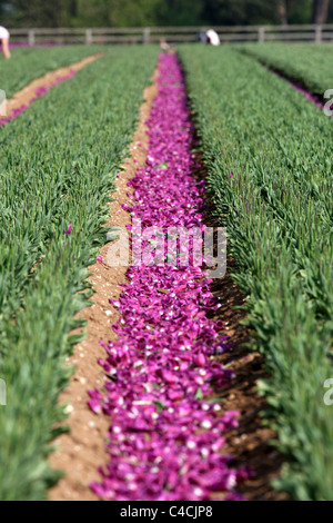 THE LAST OF THE 20 MILLION TULIPS BEING 'HEADED' IN THE TULIP FIELD NEAR NARBOROUGH,NORFOLK. Stock Photo