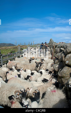 Sheep husbandry on the Isle of Mull, Argyll, Strathclyde Scotland. SCO 7200 Stock Photo