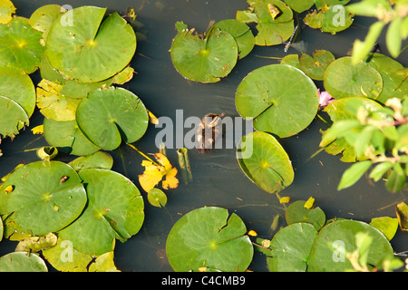 Duckling swimming in a pond around lily pads Stock Photo