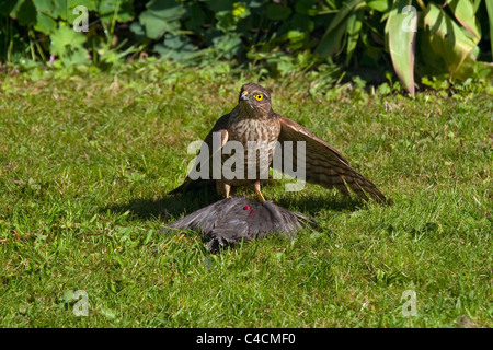 Sparrowhawk on baby starling bird in garden after kill Stock Photo