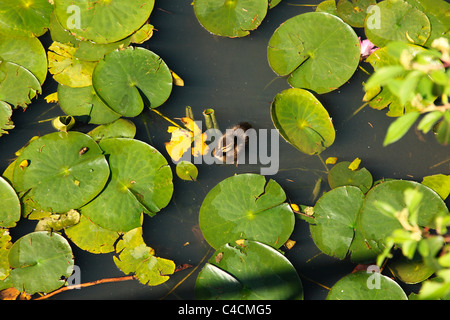 Duckling swimming in a pond around lily pads Stock Photo