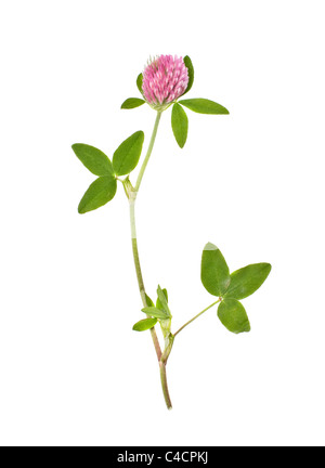 Clover flower isolated on white background Stock Photo