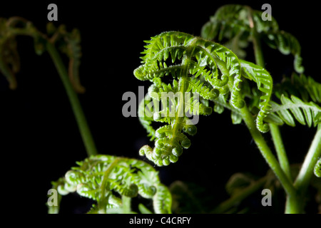 Young bracken fronds in springtime Stock Photo