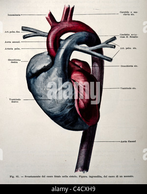 Antique medical illustration of a human heart and cardiovascular system ...