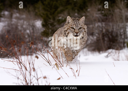 Bobcat, Felis rufus running through the snow Stock Photo