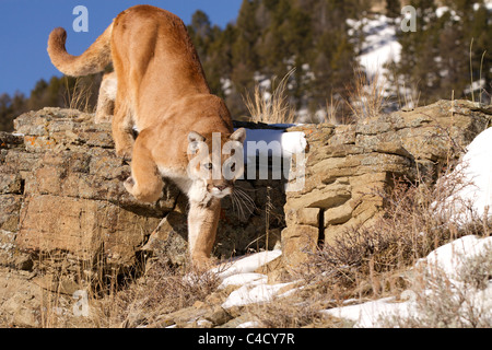 Mountain Lion, Felis concolor hunting Stock Photo