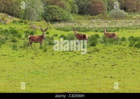 Three Scottish red deer in a meadow Stock Photo