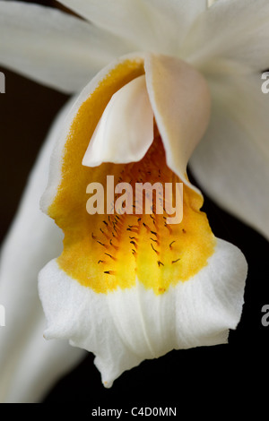 Coelogyne cristata] orchid Closeup shot Stock Photo