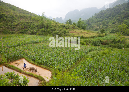 Vietnamese farmer ploughing his padi field using a water buffalo, probably growing maize corn eventually Stock Photo