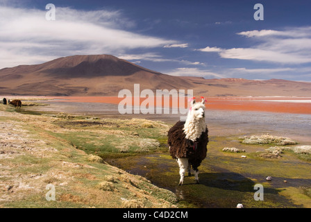 Bolivia, Altiplano S of Salar Uyuni, Eduardo Avaroa National Park, grazing llama Stock Photo