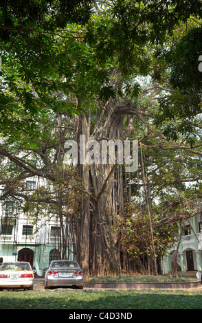Mature strangler fig, Ficus sp. growing in a city centre, Hanoi Vietnam Stock Photo