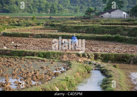 Vietnamese farmer ploughing his padi field using a motorised tractor engine, probably growing maize corn eventually Stock Photo