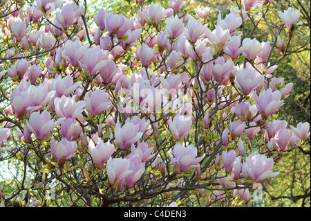 Pink magnolia blossom Magnolia soulangiana Stock Photo