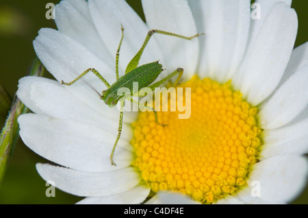 Oak Bush Cricket (Leptophyes puctatissima), France Stock Photo