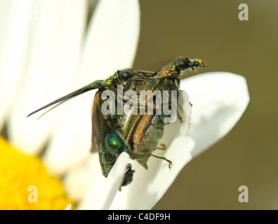 Thick-legged Flower Beetles mating (Oedemera nobilis), France Stock Photo