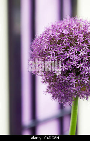 Allium ambassador flower in front of a purple door. Ornamental Onion Stock Photo