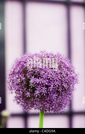 Allium ambassador flower in front of a purple door. Ornamental Onion Stock Photo