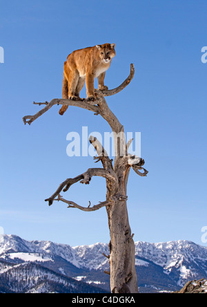 Mountain Lion, Felis concolor up a tree Stock Photo