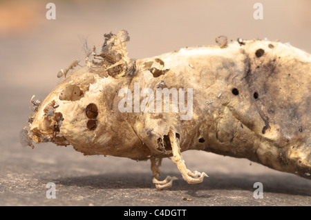 Empty skin and skeleton of dead mouse found in cupboard in house. Sussex, UK. Stock Photo