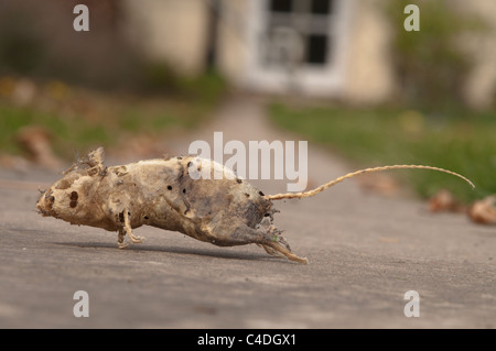 Empty skin and skeleton of dead mouse found in cupboard in house. Sussex, UK. Stock Photo