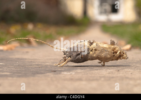 Empty skin and skeleton of dead mouse found in cupboard in house. Sussex, UK. Stock Photo