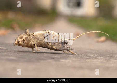 Empty skin and skeleton of dead mouse found in cupboard in house. Sussex, UK. Stock Photo