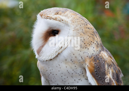 head and shoulders of a common barn owl Stock Photo