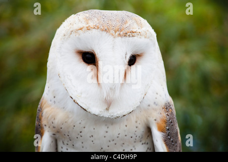 head and shoulders of a common barn owl Stock Photo