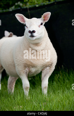 Pedigree Texel gimmer lambs born as a result of embryo transplant. Stock Photo