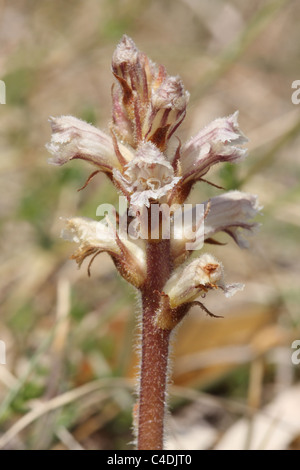 Bedstraw broomrape Orobanche caryophyllacea Stock Photo